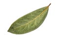 Dry laurel bay leaf on white background Royalty Free Stock Photo