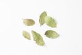 Dry Laurel leaves on white background