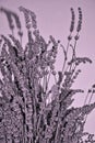 Dry lavender Royalty Free Stock Photo