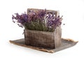 Dry lavender flowers in the wooden box Royalty Free Stock Photo