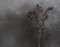 Dry lavender on marble - deepest sympathy