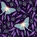 Dry lavender and moon moth vector seamless pattern Royalty Free Stock Photo