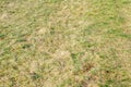 Dry lawn with green tufts of grass