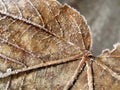 Dry leaf 16