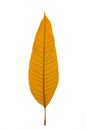Dry leaf Royalty Free Stock Photo
