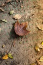 Dry leaf as an Autumn background