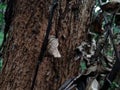 Dry leaf of atree