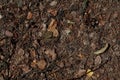 Dry leaf background. natural background dry leaves on the ground. Dry autumn leaves orange and brown colors. Close-up. Background. Royalty Free Stock Photo