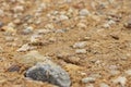 Dry leaf on beach sand with stones Royalty Free Stock Photo
