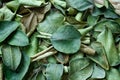 Dry leaf of bergamot kaffir lime