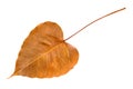 Dry leaf of bodhi tree.