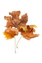 Dry leaf. Bouquet of dried maple leaves isolated on white background. Selective focus Royalty Free Stock Photo