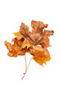 Dry leaf. Bunch of dried maple leaves isolated on white background. Selective focus Royalty Free Stock Photo