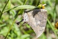 Dry Leaf Butterfly Feeding From Spanish Needle Flower Royalty Free Stock Photo