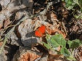 Dry Leaf Butterfly on Rock Royalty Free Stock Photo