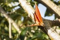 Dry-leaf Butterfly In The Sun Royalty Free Stock Photo