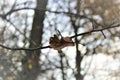 Dry leaf caught on twig