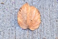 Dry leaf Royalty Free Stock Photo