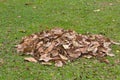 Dry leaf clean sweep, cleaning garden. Royalty Free Stock Photo