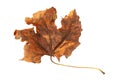 Dry leaf. Close-up of one dried maple leaf isolated on white background. Selective focus Royalty Free Stock Photo