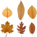 Dry leaf collection