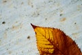 Dry leaf on a concrete Royalty Free Stock Photo
