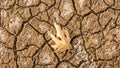 Dry Leaf on cracked ground Royalty Free Stock Photo