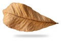 Dry leaf dead in winter isolated on white background. Clipping path Royalty Free Stock Photo