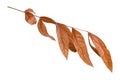 Dry leaf dead in winter isolated on white background. Clipping path Royalty Free Stock Photo