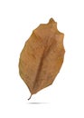 Dry leaf dead in winter isolated on white background. Clipping path Royalty Free Stock Photo