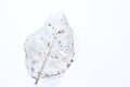 Dry Leaf Decompose Structure On White Background