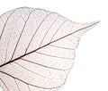 Dry leaf detail texture Royalty Free Stock Photo