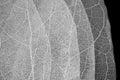 Dry leaf detail texture on black background. Skeleton of leaf Royalty Free Stock Photo