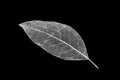 Dry leaf detail texture on black background. Skeleton of leaf Royalty Free Stock Photo