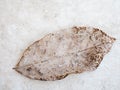 Dry leaf detail texture, select focus Royalty Free Stock Photo