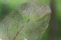 Dry leaf detail texture - skeleton Royalty Free Stock Photo