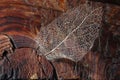 Dry leaf detail texture - skeleton Royalty Free Stock Photo