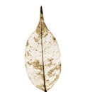 Dry leaf detail texture on white background Royalty Free Stock Photo