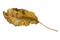 Dry leaf and deterioration isolated on a white background. Royalty Free Stock Photo