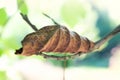 Dry leaf. Dried walnut leaf on a branch. Selective focus Royalty Free Stock Photo
