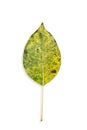 Dry leaf. Drying green leaf isolated on white background. Selective focus Royalty Free Stock Photo