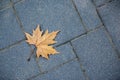 Fallen dried brown leaf on city street tarmac road. Loneliness and lost seasonal nature concept Royalty Free Stock Photo