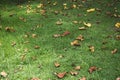 Dry leaf falling on grass at floor in garden Royalty Free Stock Photo