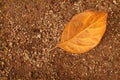 Dry leaf falling on the ground Royalty Free Stock Photo