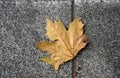 Dry leaf falling on the pavement. Autumn season Royalty Free Stock Photo