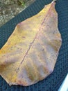 A dry leaf that fell on the motorbike seat.