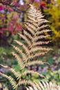 Dry leaf of fern in the forest. Royalty Free Stock Photo