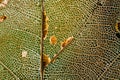 Dry leaf fibers background texture Royalty Free Stock Photo