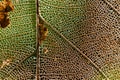 Dry leaf fibers background texture Royalty Free Stock Photo