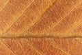 Dry Leaf Fibers Texture. Macro Closeup. Royalty Free Stock Photo